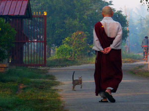 cat-&-monk-colour