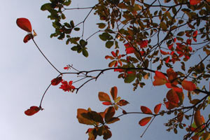 leaves-color
